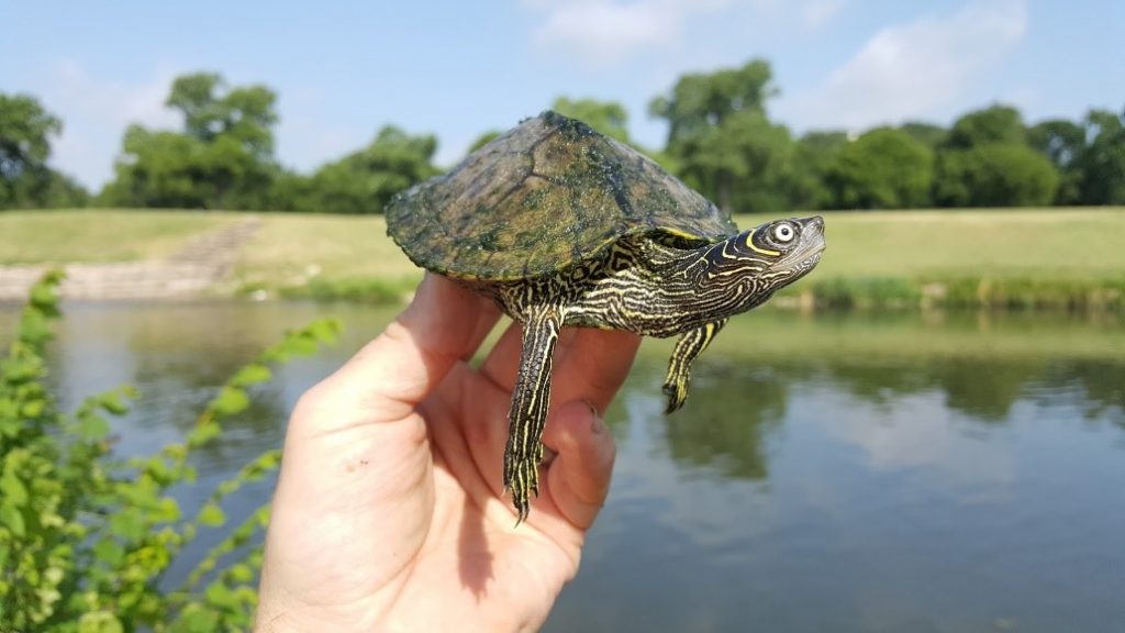 World Turtle Day Celebrated on the Trinity River – Tarrant Regional ...