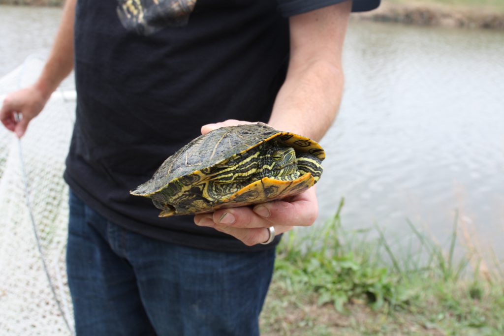 World Turtle Day Celebrated on the Trinity River – Tarrant Regional ...